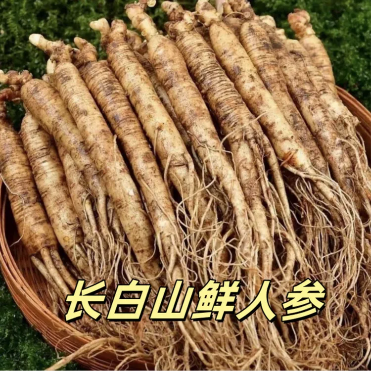 长白山20支新鲜人参[8-12g]空运青苔保温箱