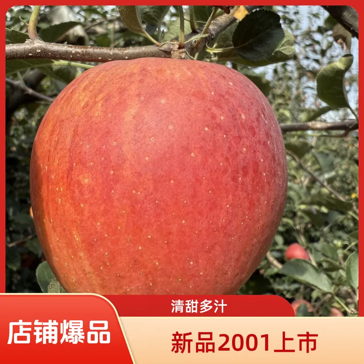 云南昭通丑苹果（2001）自家果园现摘打包发货脆甜新鲜多汁当季水果