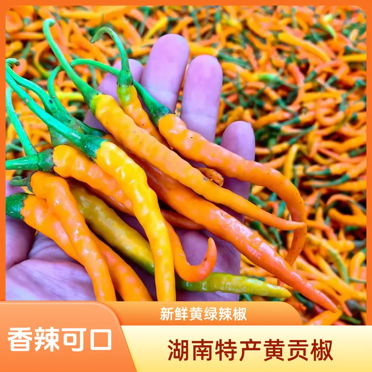 湖南衡东三樟黄贡椒现摘现卖（顺丰包邮）