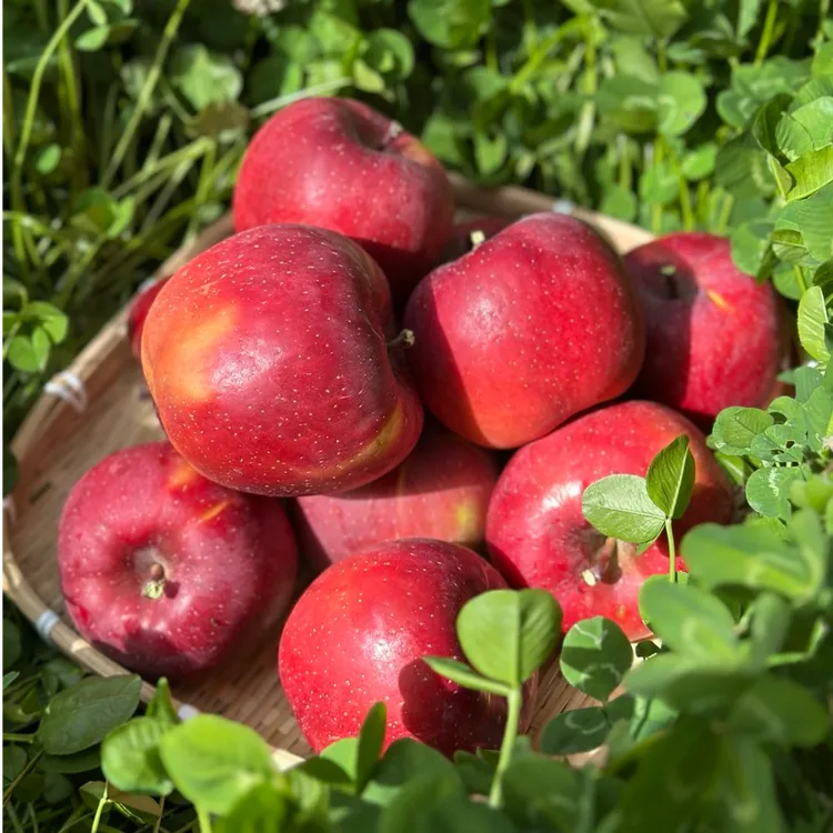 西藏响富糖心红苹果 高原生态种植脆甜多汁 新鲜无农残