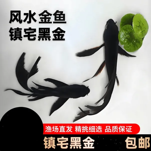 贵族纯种黑草金锦鲤观赏鱼小金鱼冷水小型鱼好养室外观赏鱼淡水鱼