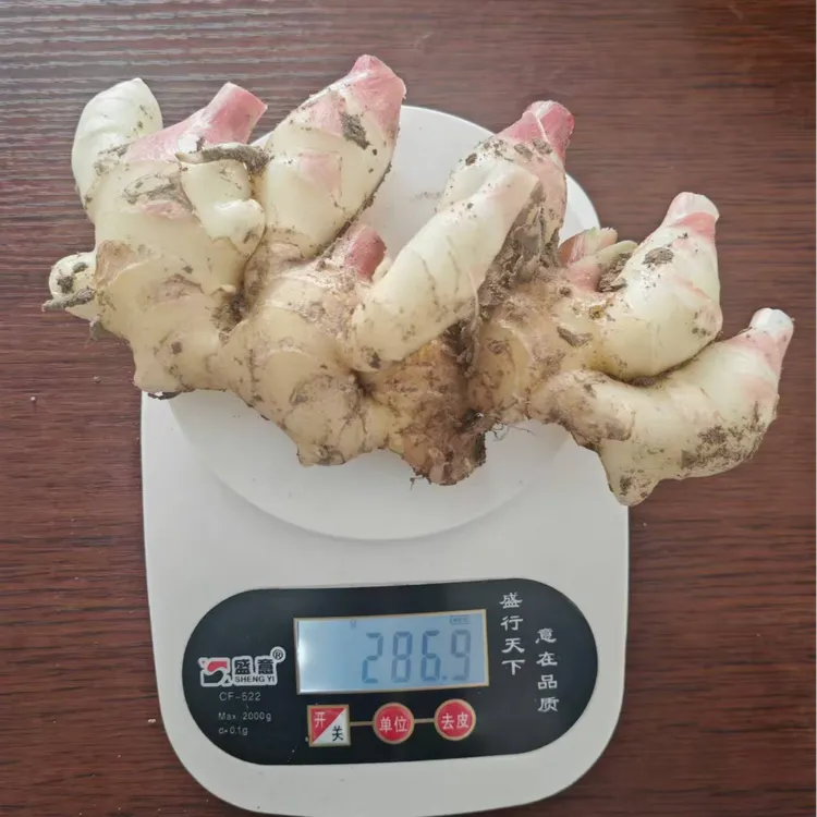 农家自种新鲜嫩当季食用生姜