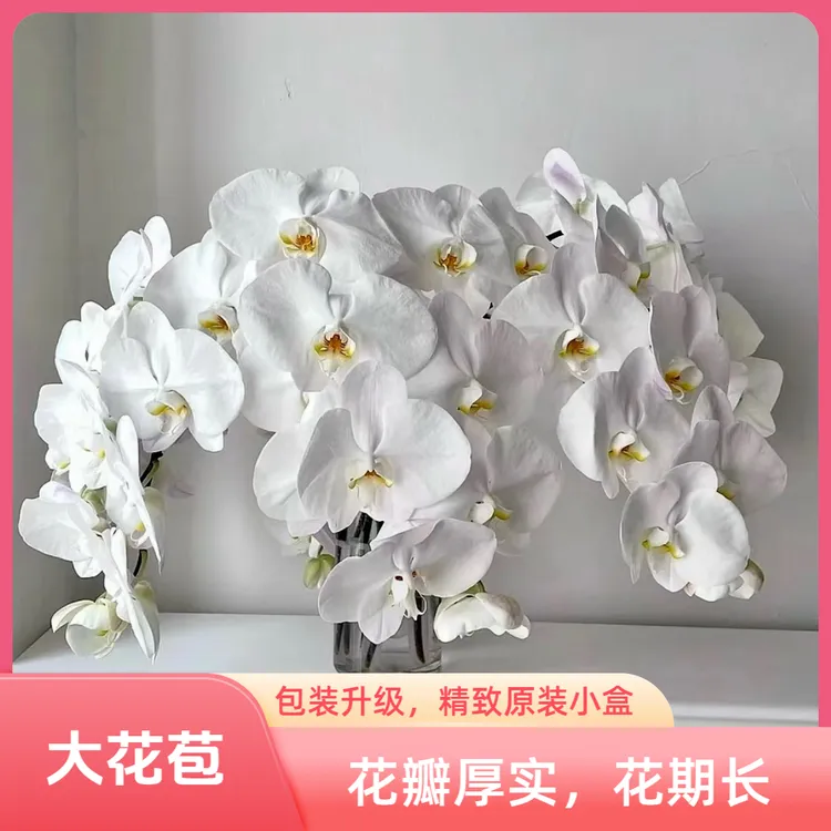 白色蝴蝶兰花店鲜花大白V3鲜切花基地直发顺丰包邮云南花束鲜花