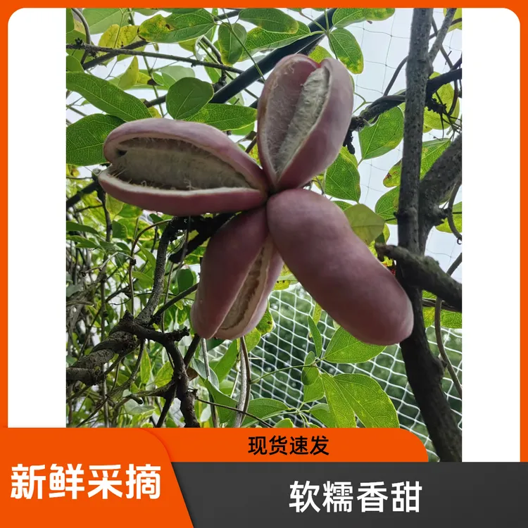 【三斤装】八月炸野香蕉木通果软糯香甜儿时味道现摘现发新鲜水果