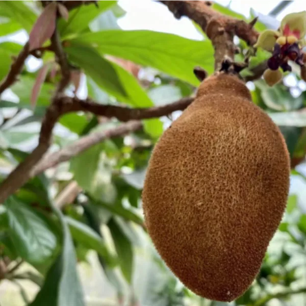 【古布阿苏果】树苗耐寒新品种南北方种植当年结果古布阿苏果树苗商品图