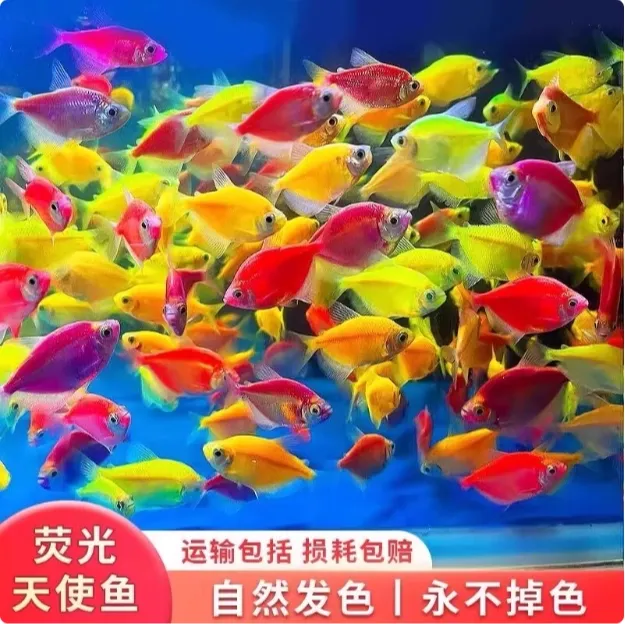 五颜六色鱼大号天使鱼观赏鱼苗多彩原生色小型热带鱼耐活好养淡水