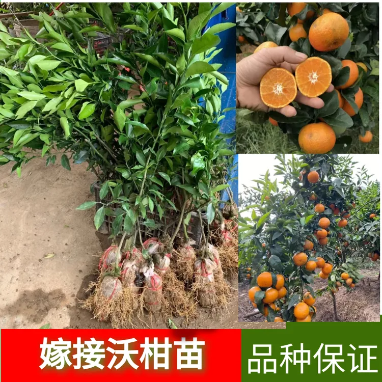 广西沃柑树苗武鸣嫁接无核籽091南北种植正宗橘子果树苗带土发货