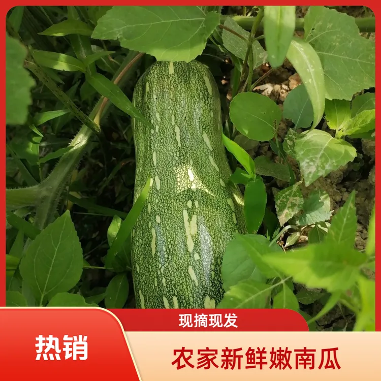 【顺丰包邮】新鲜农家南瓜嫩南瓜花皮南瓜南瓜时令蔬菜农家南瓜