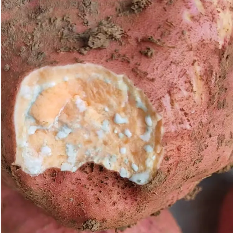 洋县槐树关沙地西瓜红橙心蜜薯产地直发