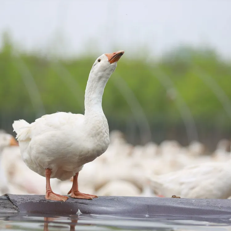 宠物大白鹅鸭四季产蛋王顺丰包邮