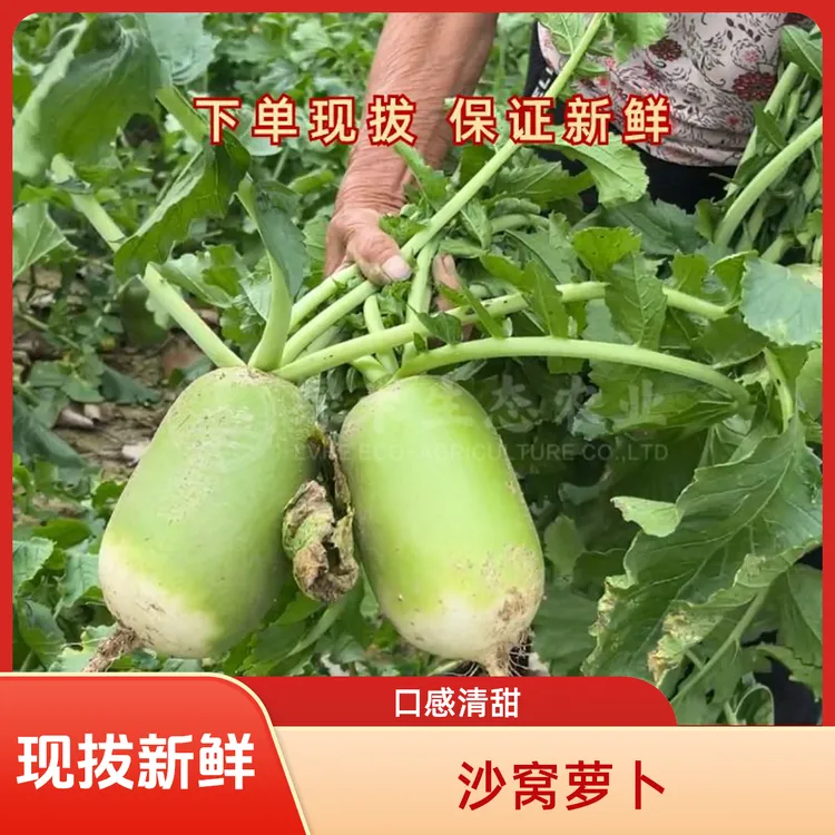 河南新鲜现挖青萝卜挖沙地萝卜清甜清脆多汁农产食品