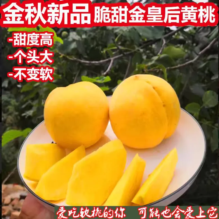 烟台山地种植黄金蜜桃新鲜应季黄肉香甜美味多汁农家果园直发现摘
