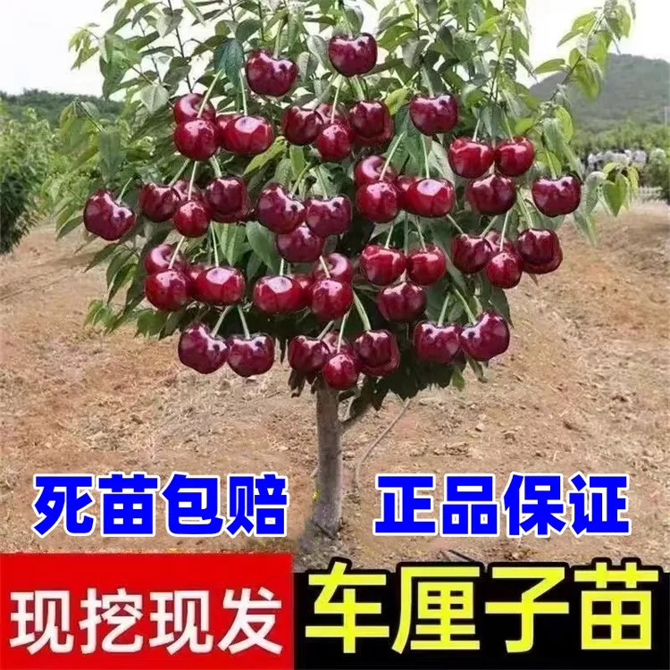 车厘子树苗樱桃树苖南方北方种植盆栽庭院果树正宗嫁接大樱桃树苗