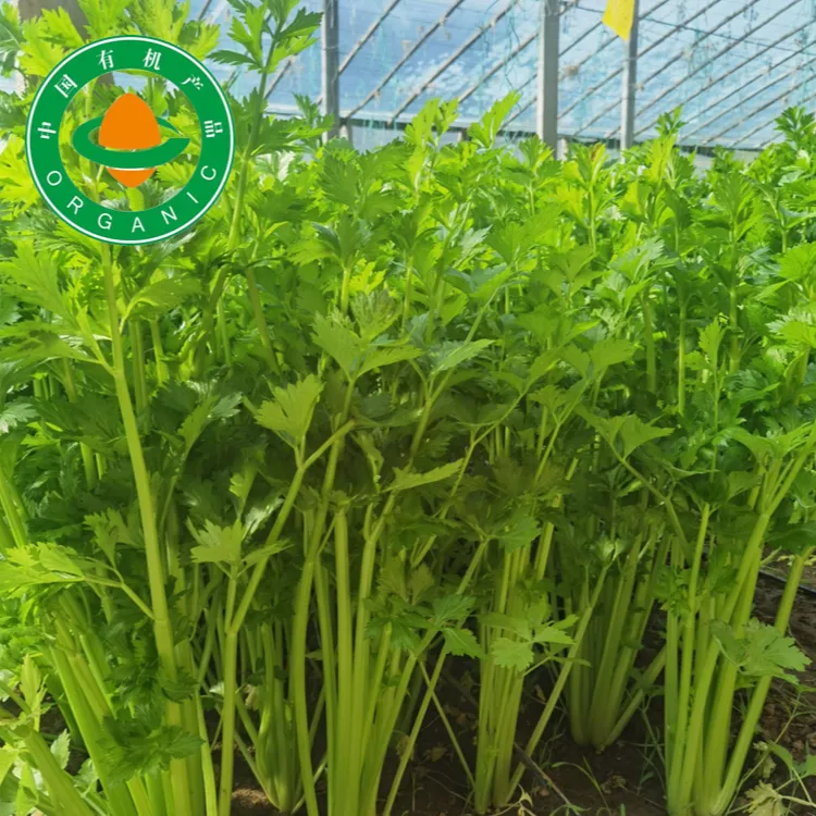 众农有机西菜5斤包邮，14年有机认证，快递送货上门
