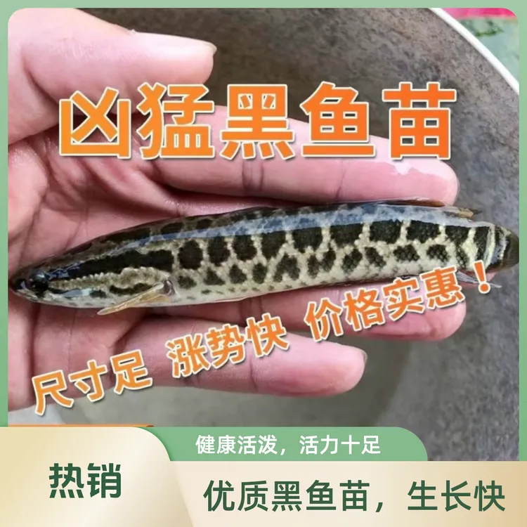 黑大号鱼苗乌鱼苗财鱼批发淡水优质大号鱼苗