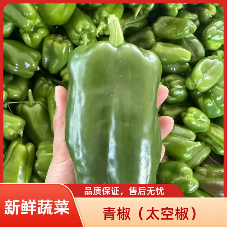 【顺丰包邮】山东特产新鲜圆椒现摘菜椒皮薄肉厚不辣送货上门