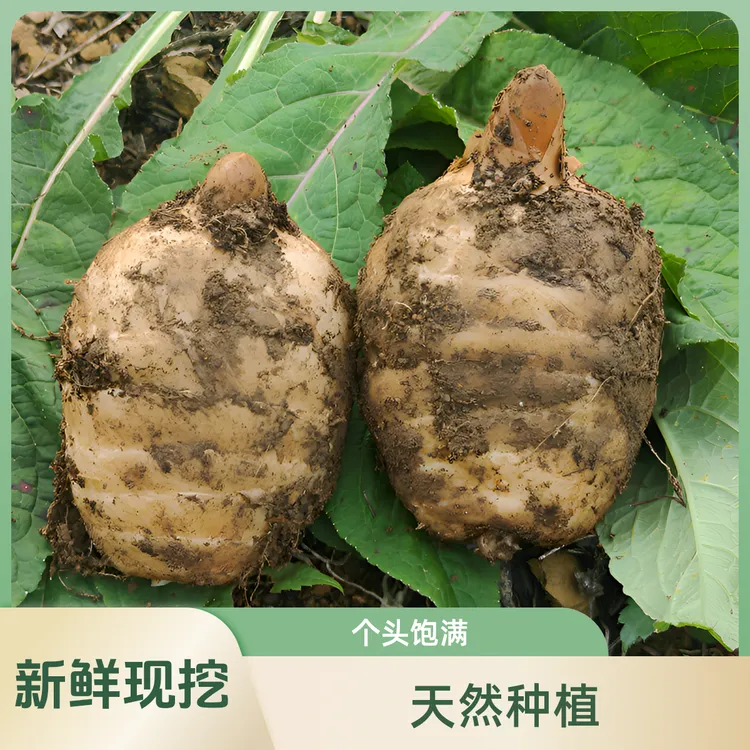 【贵州天麻】贵州高海拔鲜天麻赫章青山食材林下仿野生天麻