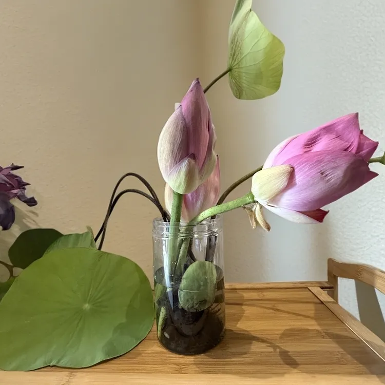  鲜花荷花精选组合搭配带根茎小河叶家居生活水培花蕊莲蓬荷花