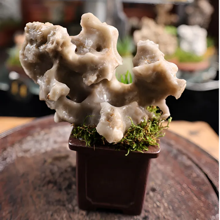 天王台玲珑｜实景盆栽微景观玲珑石海军制紫砂盆四面雕刻四大天王