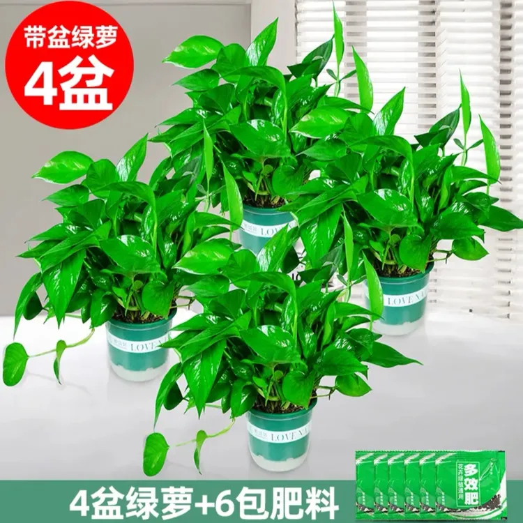 绿色加仑盆绿萝室内盆栽绿植好养易活吸甲醛净化空气观叶植物