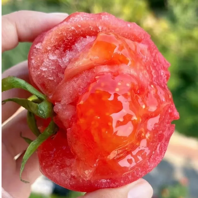 【顺丰包邮】陕西泾阳普罗旺斯水果西红柿新鲜沙瓤自然熟产地直发商品图