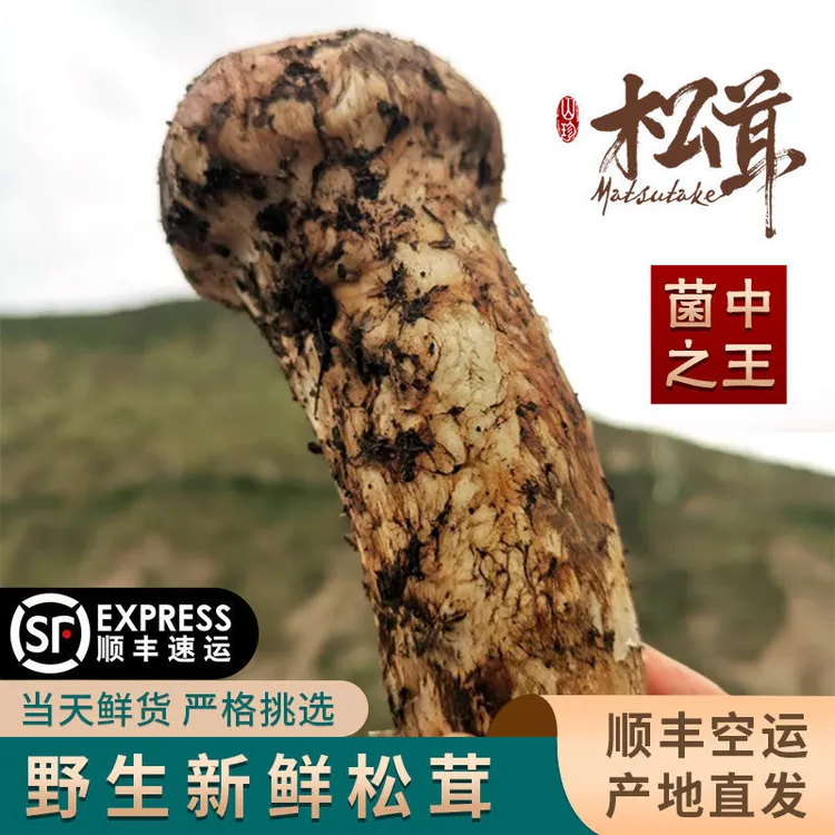 送礼专属松茸，7/9公分和9-12公分，产地直发
