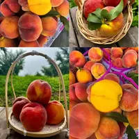 顺丰包邮头茬黄桃新鲜现摘脆软两吃蜜桃当季水果