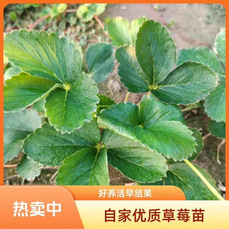 （30棵裸根苗）草莓苗可当年开花结果适合阳台庭院种植（福利无售后）