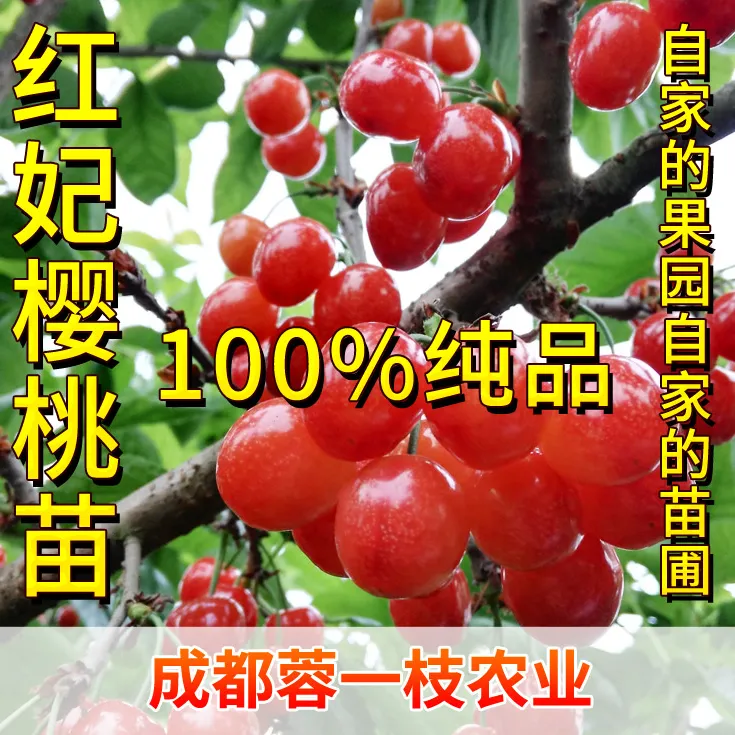 红妃自花授粉当年结果保湿发货适合盆栽地栽庭院种植