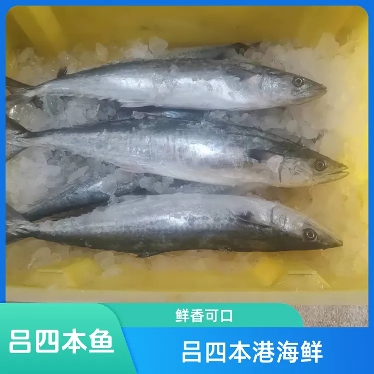 吕四本港海鲜马鲛鱼