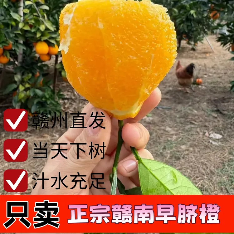赣南早脐橙赣州直发保证新鲜3/5/10斤品质有保障现采现摘