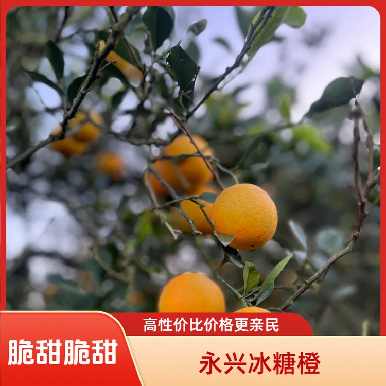 湖南正宗永兴冰糖橙新鲜现采现发香甜爆汁应季水果