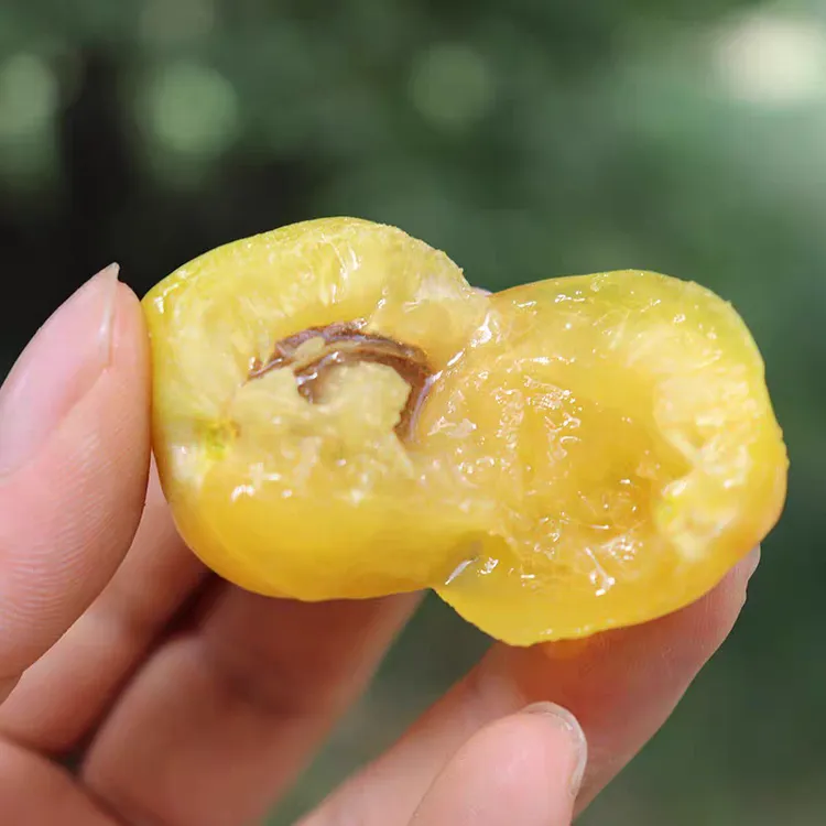 新疆特产库车小白杏