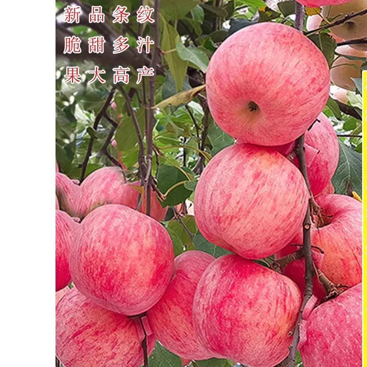 烟台红富士2001脆甜苹果树苗嫁接苹果苗南方北方种植当年结果