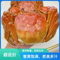 【家庭实惠装活蟹】江苏河蟹母蟹1.3两-1两12只明天到顺丰买4送8母香辣蟹口味佳