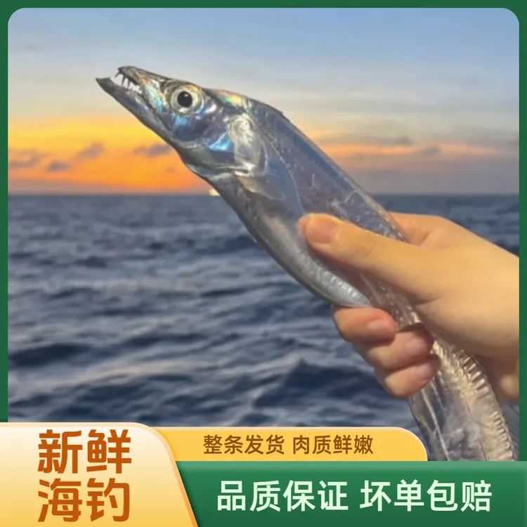 【官方补贴】舟山海钓带鱼新鲜整条东海渔场冷链发货大带鱼
