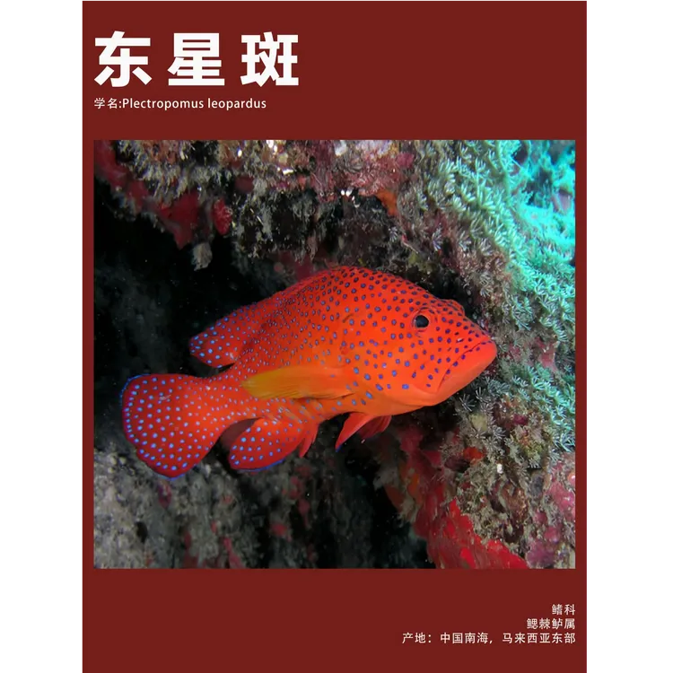 南海东星斑深海海鱼可红烧清蒸冷鲜发货