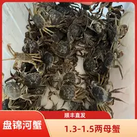 【活蟹】盘锦河蟹 母蟹1.3-1.5两 2/3斤装 只只手挑 顺丰直发