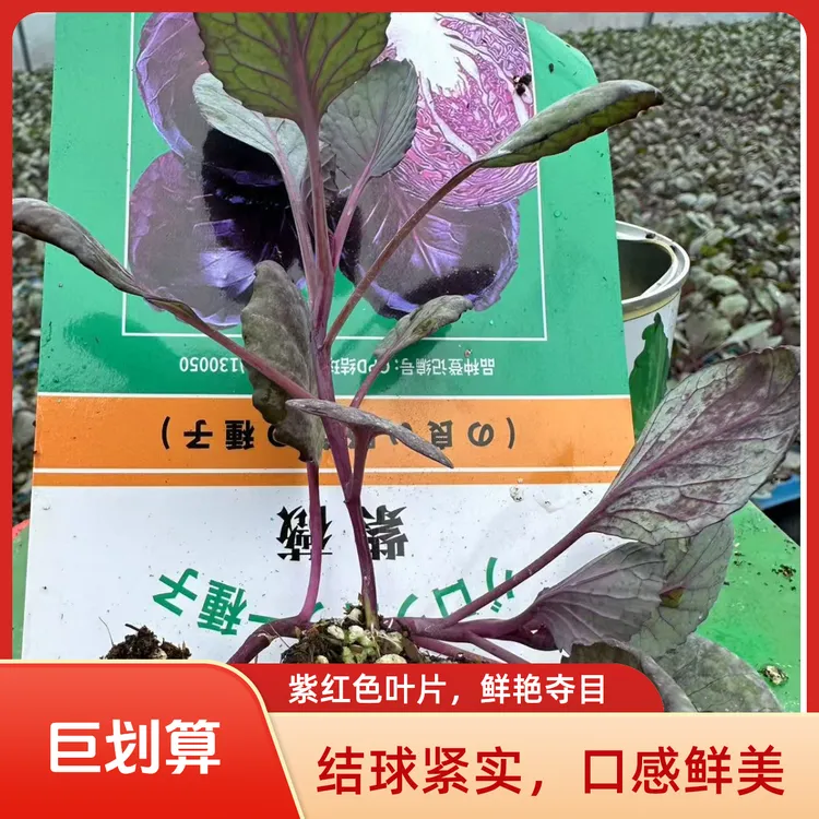 一代种紫甘蓝苗秧苗优质高产耐寒耐热可四季播种阳台盆栽