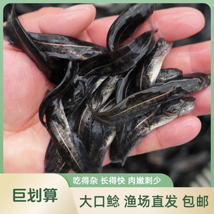 【活体】贵州优质大口鲶南方大口鲶（5-9cm）观赏鱼淡水鱼冷水鱼