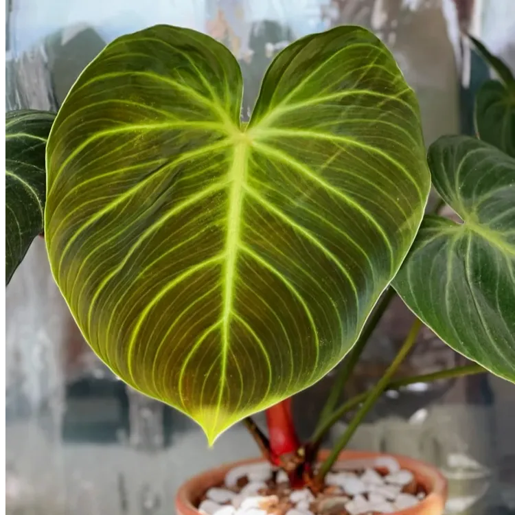 【巧克力蔓绿绒】观叶热植稀有雨林植物室内盆栽高颜值