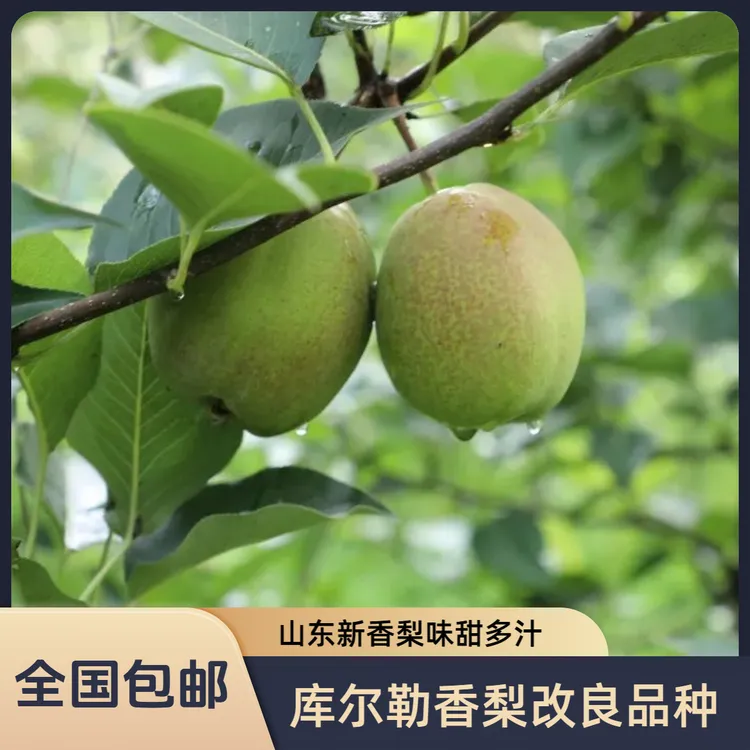 库尔勒香梨改良品种山东新香梨吃草长大的梨脆甜多汁现摘现发