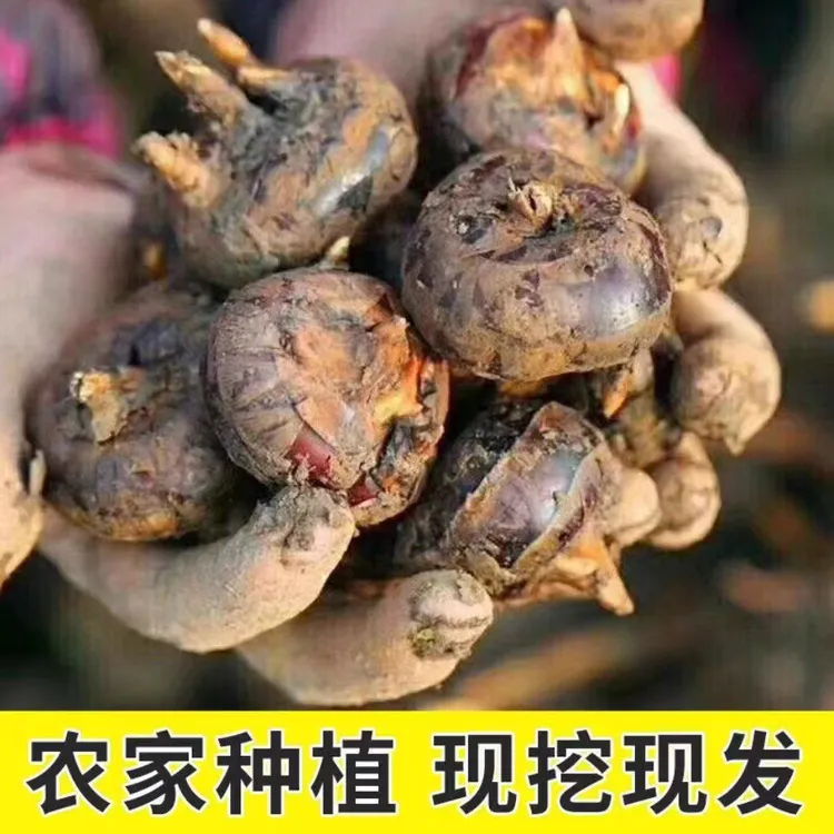 广西正宗新鲜马蹄荸荠现挖孕妇水果农家蔬菜水果当季大果整箱包邮