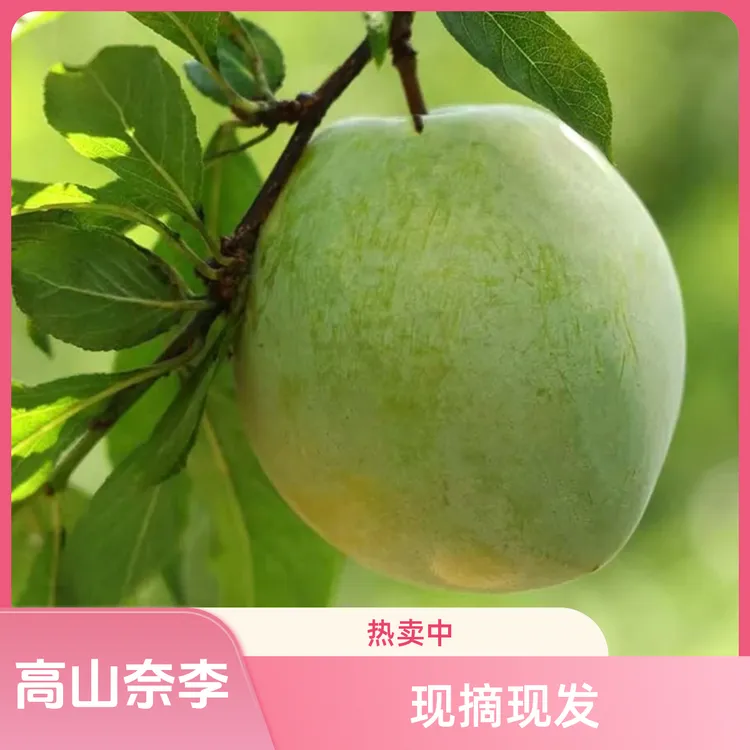 湖南麻阳奈李当季新鲜奈李酸甜可口果香浓郁