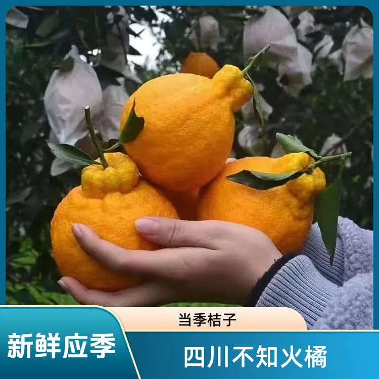 正宗新鲜四川不知火丑橘应季整箱水果丑八怪桔子当季礼品装