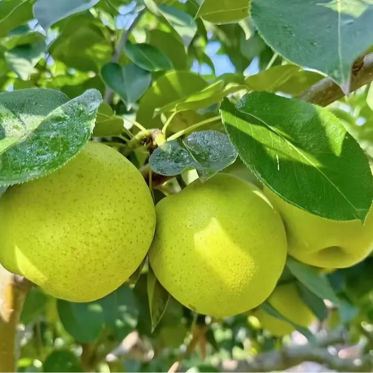 【顺丰包邮】现摘现发砀山青皮蜜梨当季新鲜水果酥脆爽口多汁皮薄