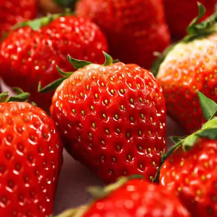 【小果】丹东99红颜草莓新鲜采摘香甜饱满红颜草莓产地直发