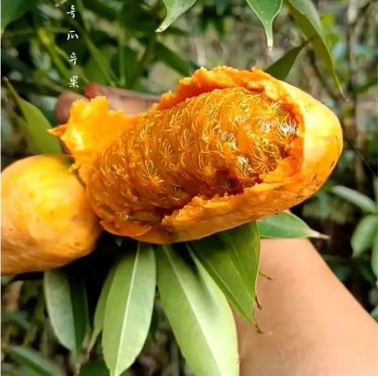 【九月黄种籽】九月黄种籽 阳台庭院食用水果爬藤植物