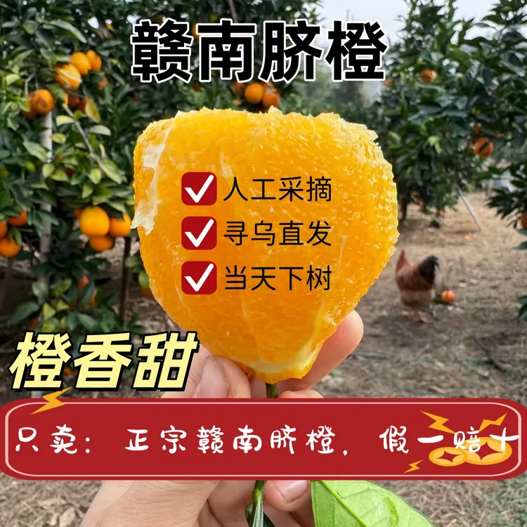 【双11让利】赣南脐橙新鲜现摘3/5/10斤产地直发当季水果