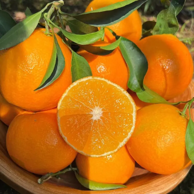 【听云轩专属】四川爱媛38号果冻橙整箱5斤现摘新鲜细腻化渣